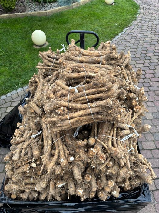 Sprzedam Chrzan Brudny Wysyłka!