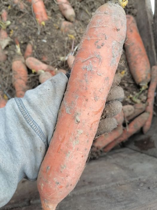 Marchew gruba od rolnika bez pośrednika wysyłka paczkomat inpost