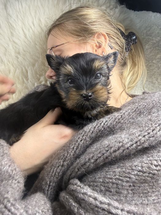 Chlopczyk biewer yorkshire terrier