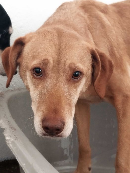 NICOLINA (Fêmea, Adulta) Para Adoção