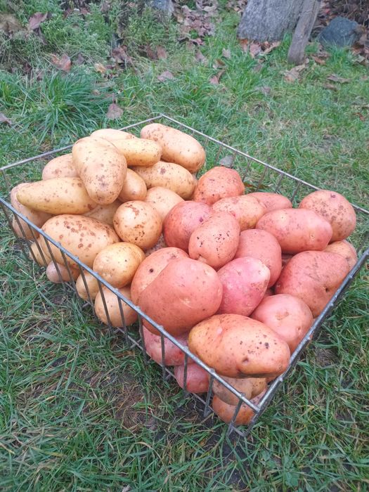 Продам велику домашню картоплю