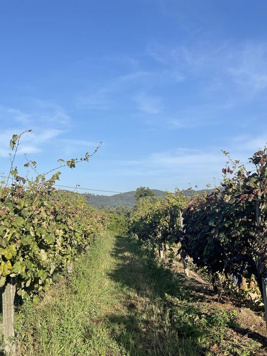 Uvas Tintas Vinhão na Videira - Bom acesso