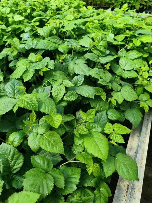 Plantas diversas de fruteiras