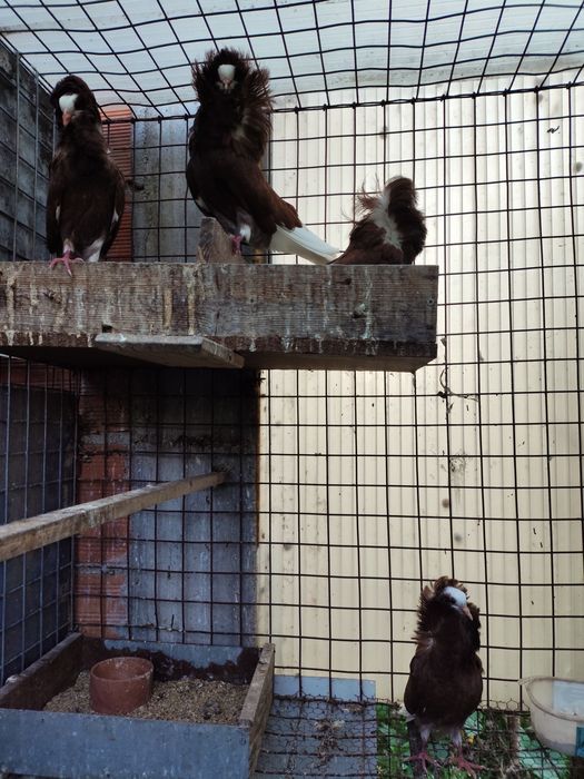 Pombos de cabeleira, calhandra e arcanjo