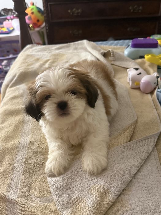 Shih tzu puro macho