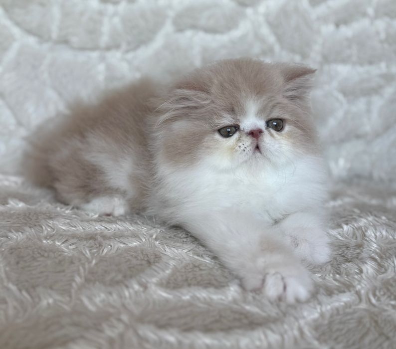 Gatinho Persa Amoroso