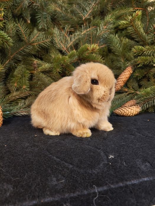 Króliczki Mini Lop. Wolne maluszki.