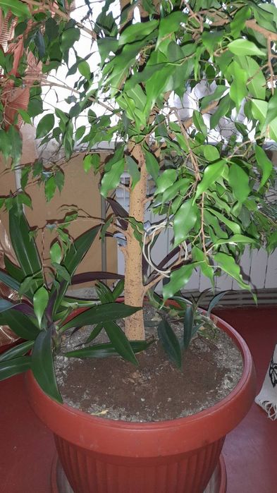 Комнатные растения