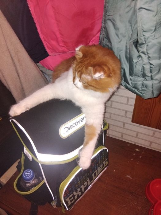 Отдаю бесплатно веслоухую кошечку