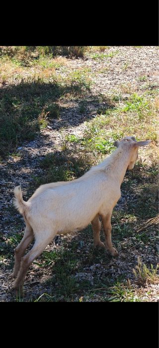 Vendo 1 cabrito nascido na primeira semana de janeiro