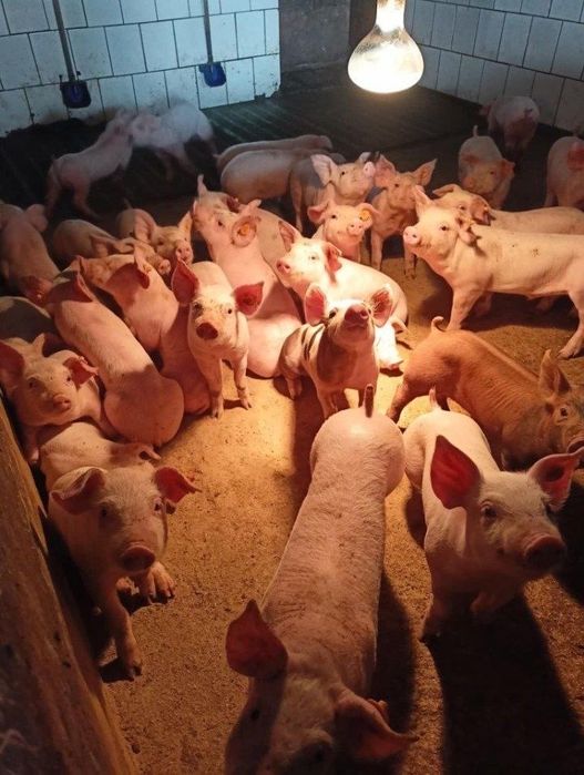 Домашня свинина свіжа-тушка /опт і роздріб