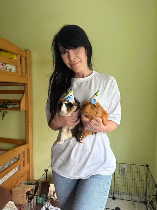 молодые морские свинки