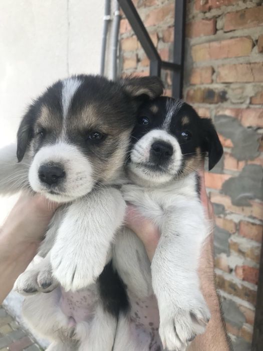 Песики дівчатка дворняжки