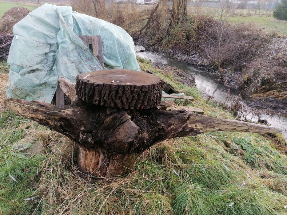 Konar Korzeń Dębowy