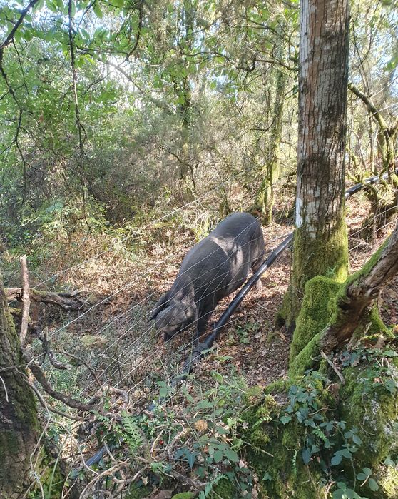 Porca bisaro com um ano
