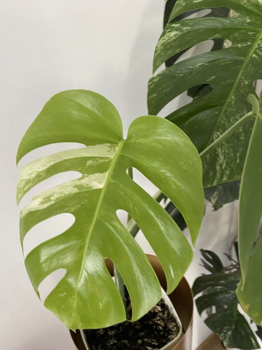 Monstera deliciosa variegata constellation