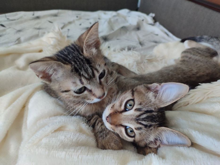 Отдам в хорошие руки котят