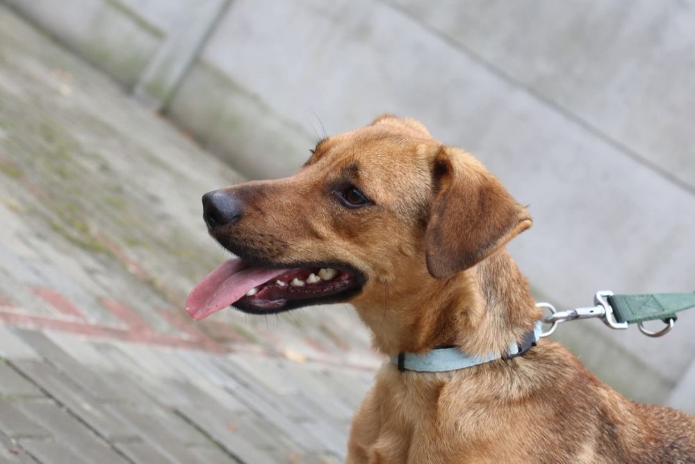 Milo śliczny roczny piesek