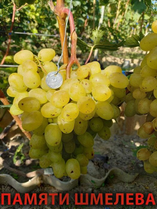 Корнесобственные саженцы винограда