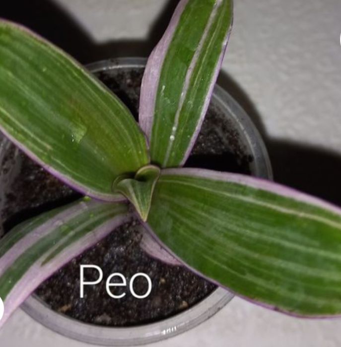 Кімнатні рослини. Тільки Львів.