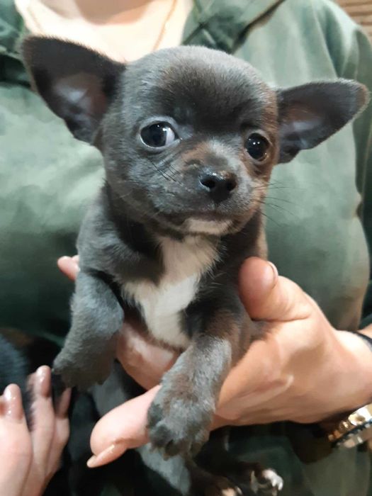 Chihuahua Piesek Niebieski