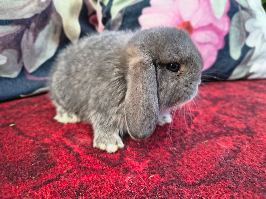 Karzełek baranek perłowy samiec samiczka mini lop