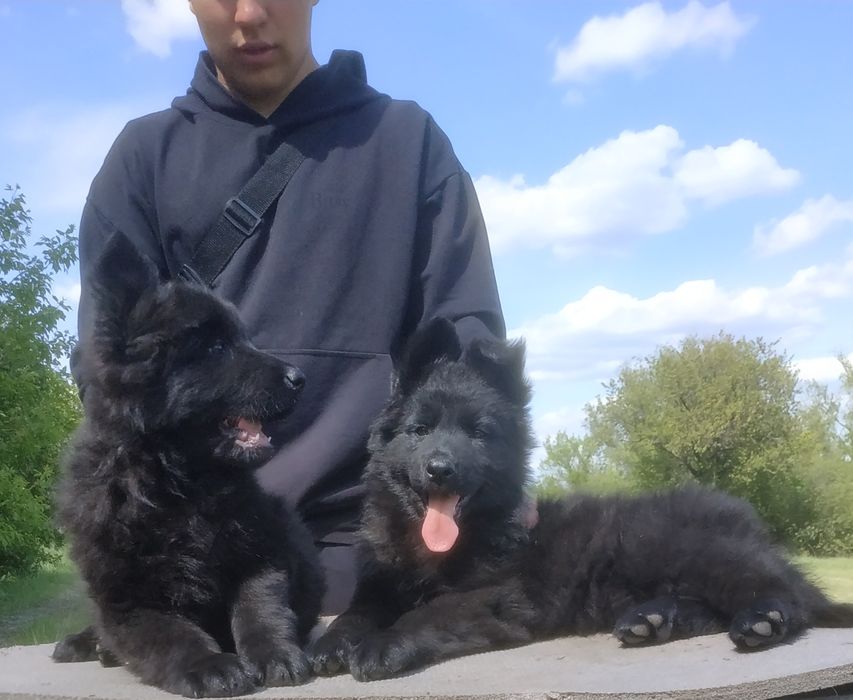 Черные длинношерстные щенки.