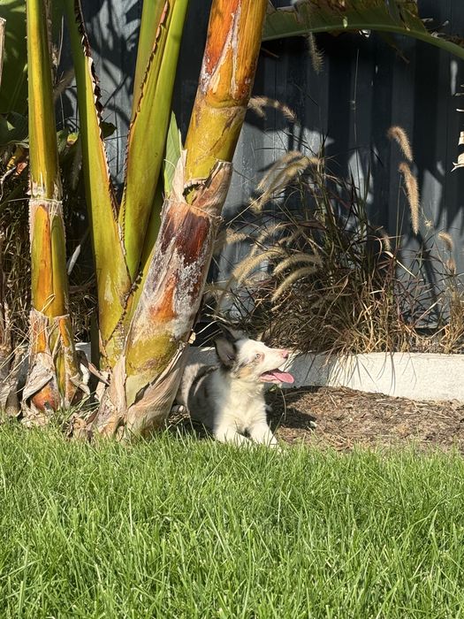 Border Collie Fêmea Merle Fofa