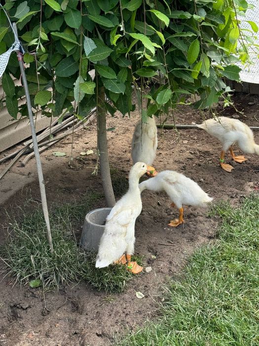 Kaczki biegusy czysto biale