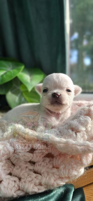 Chihuahua Mini dziewczynka suczka MIMI