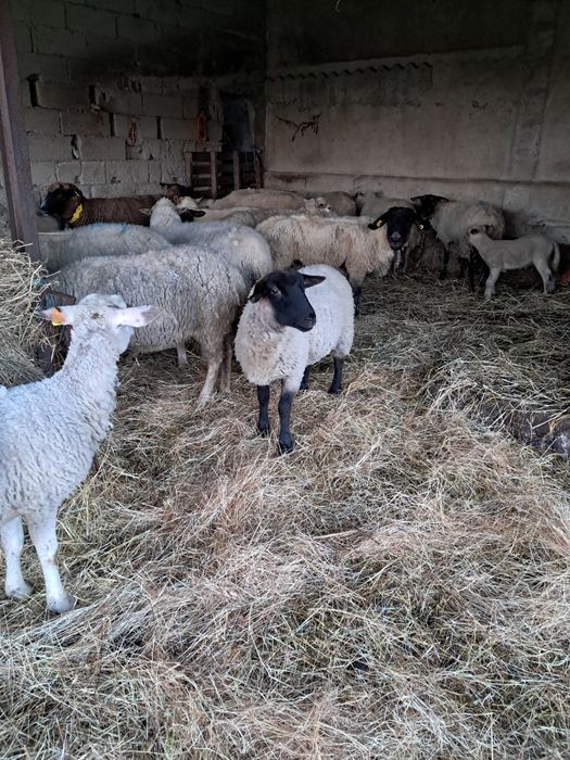 Ovelhas e borregas cruzadas sulfok