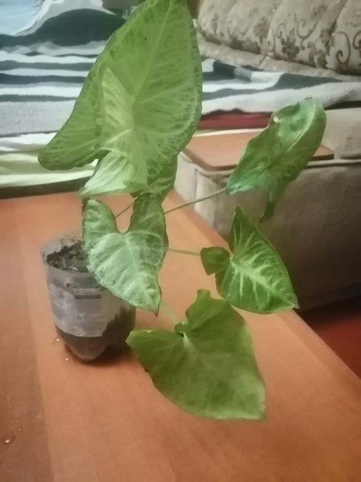 Сингоніум Панда, Батерфляй.