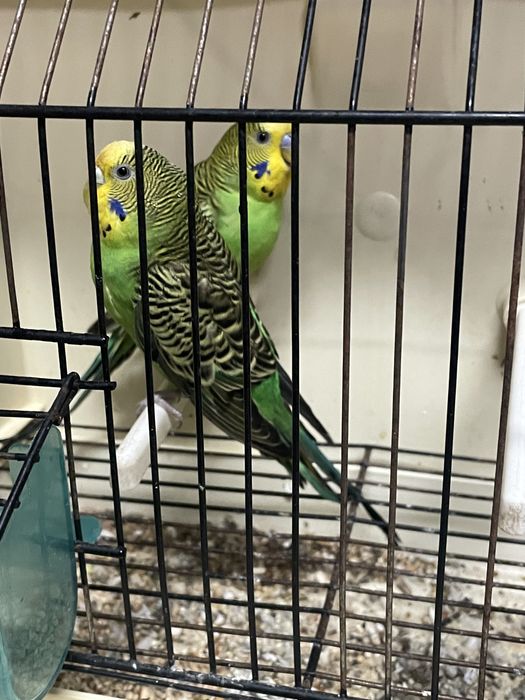 Casal de periquitos reprodutores