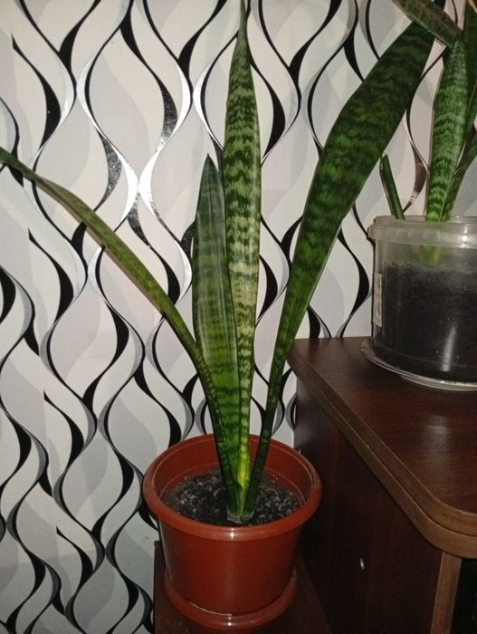 Сансевієрія кімнатні  квіти 250грн