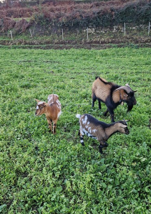 Cabras micro anãs
