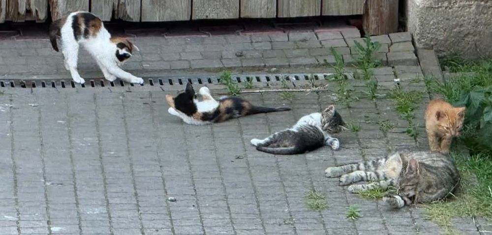 Śliczne, młode kotki do oddania w dobre ręce (razem lub osobno)