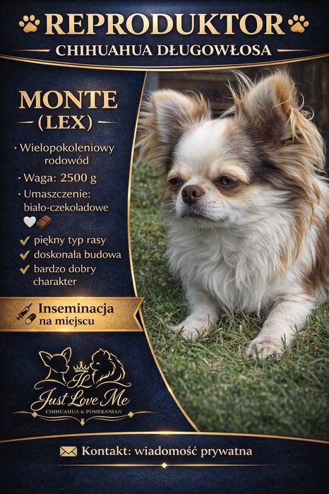 Reproduktory Chihuahua *Szpic miniaturowy *