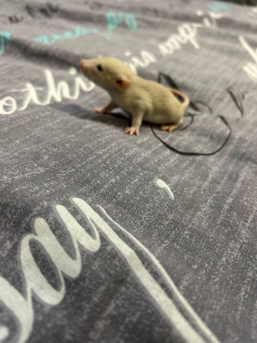 Декоративні криси, крисенята, пацюки БЕЗКОШТОВНО !