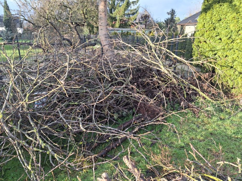 Gałęzie z orzecha włoskiego oddam