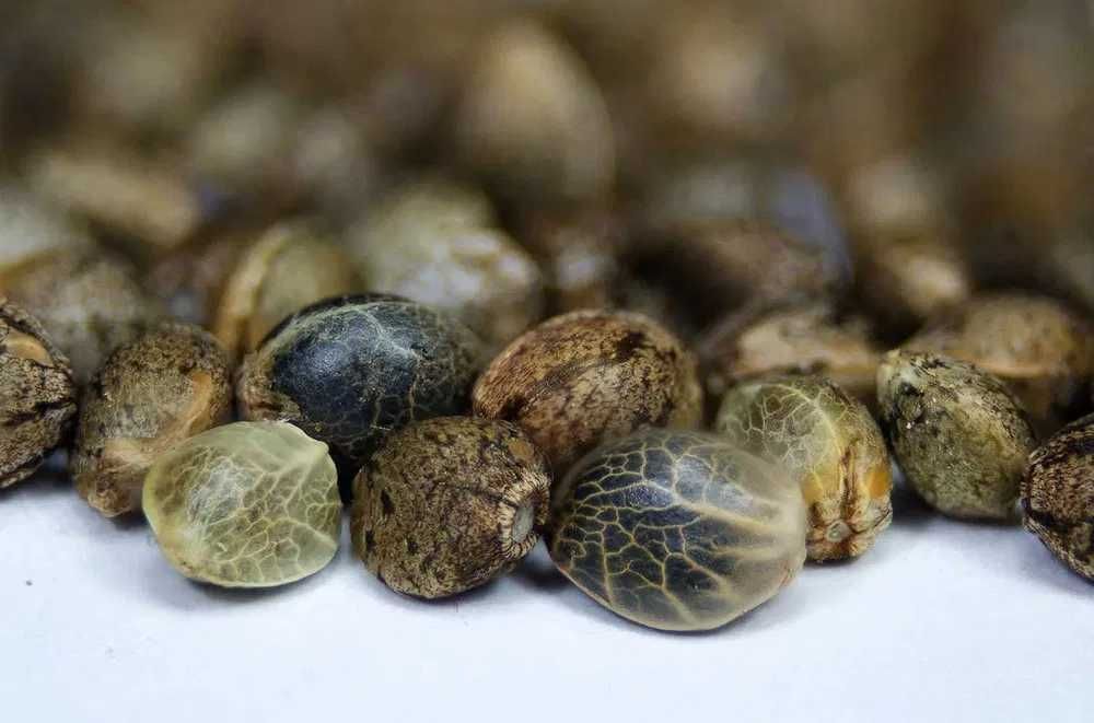 Nasiona konopi 3 sztuki Purple Haze Auto Jungleweed+GRATISY!