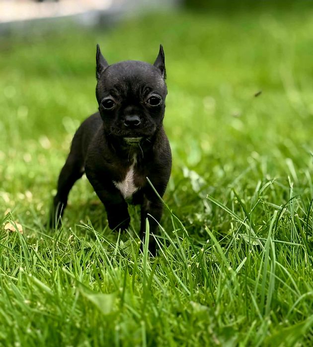 Szczenięta chihuahua piesek