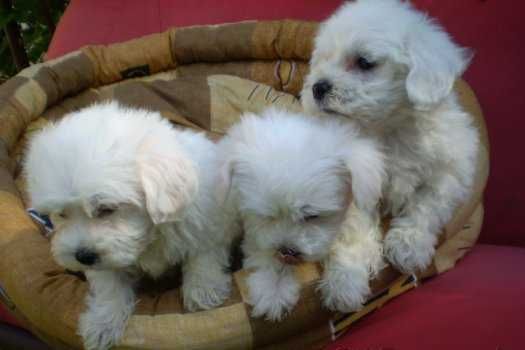 Uroczy maltańczyk piesek chłopiec Rodowód