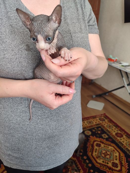 Кошенята сфінкс продаж