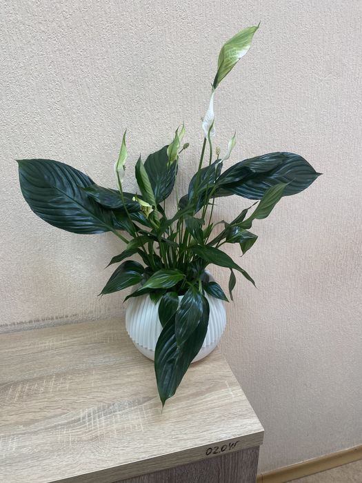 Спатіфілум в вазоні на подарунок