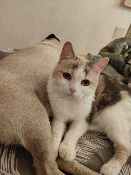 ПРОПАЛА кошка, рабочий поселок
