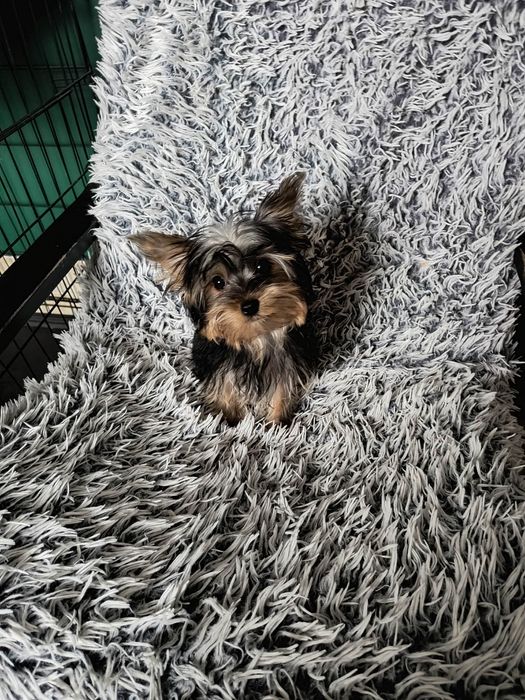 Yorkshire terrier- szczeniak