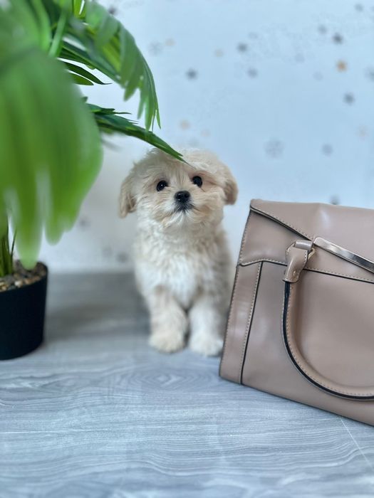 Найкращі цуцики мальтипу. Міні друзі мальтіпу