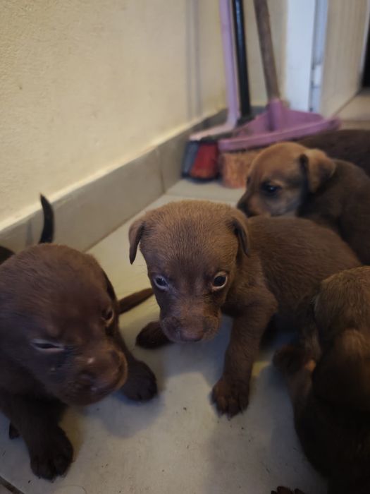 Cãezinhos para adoção responsável