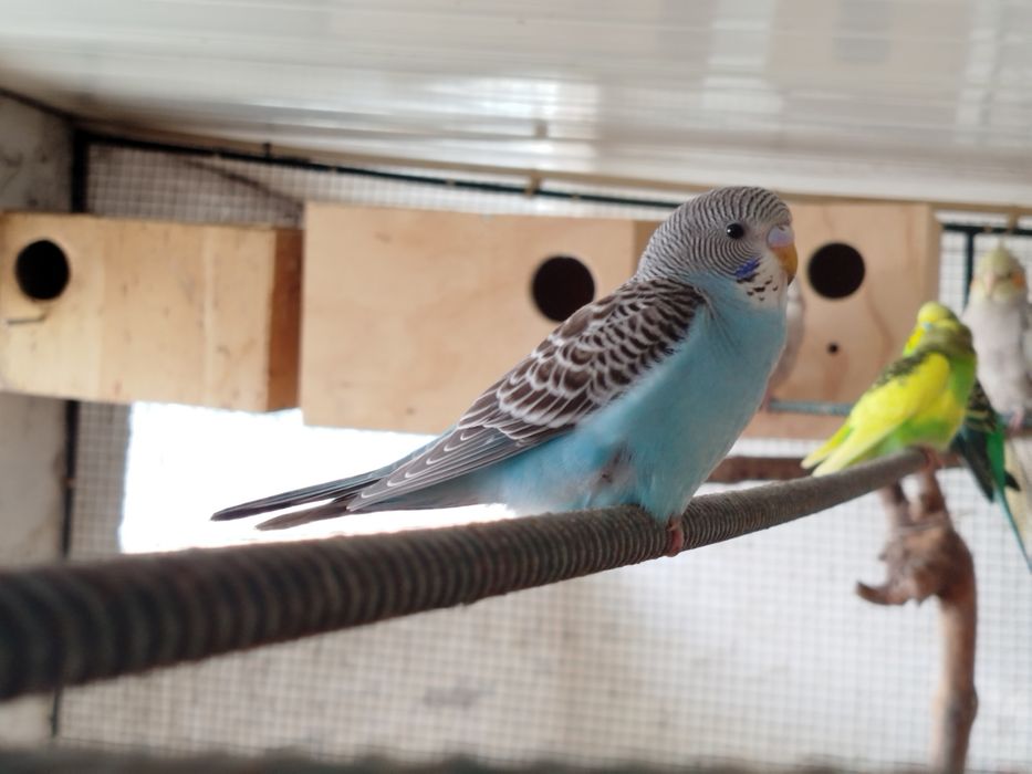 Periquitos Australianos