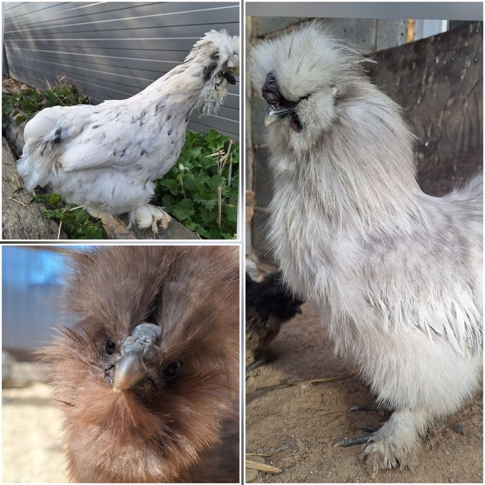 Jajka jaja lęgowe silki silka jedwabista